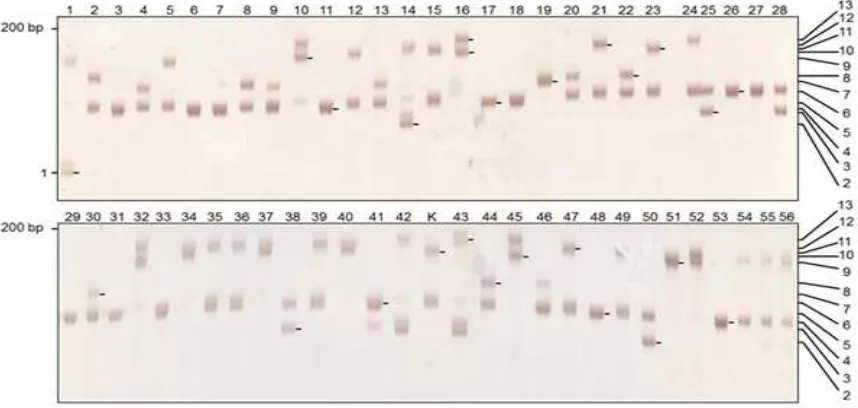 Fig. 2. Allele variabilities in the 56 accessions of rubber germplasm evaluated using gSSR 268 marker locus