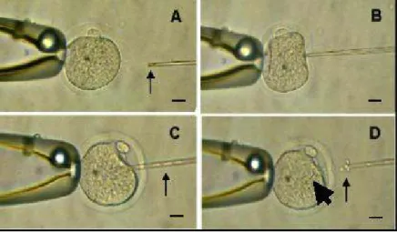 Gambar  1.  Gambaran  umum  pelaksanaan  ICSI.  (A)  Posisi  awal  sebelum  melakukan  ICSI,  kepala  spermatozoa  berada  pada  ujung  dalam  jarum  injeksi  (tanda  panah),  (B)  ujung  jarum  injeksi  menyentuh  dan  menekan  dinding  zona  pellucida,  