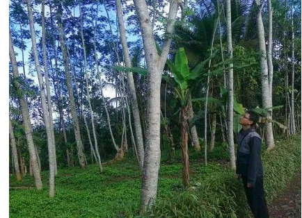 Gambar 6 Kondisi hutan rakyat Desa Bojonggedang. 