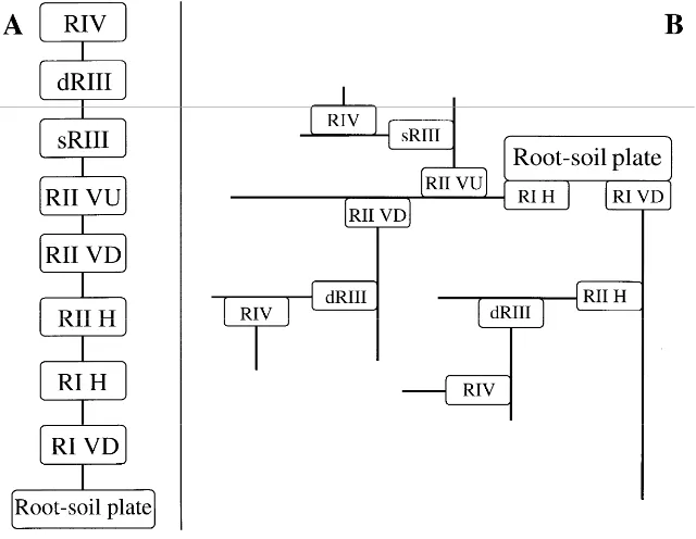 Tabel 2. Parameter kuantitatif dari jenis akar yang berbeda di kelapa sawit (dewasa)  tahap budidaya lapangan 
