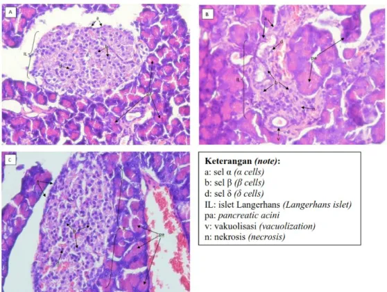 Gambar  1.  Gambaran  histopatologi  pankreas  yang  diwarnai  dengan  HE,  diamati  menggunakan   mikroskop  elektron  dengan  perbesaran  400x  pada  kelompok  kontrol  normal  (A),  kontrol   diabetes (B), dan perlakuan (C)