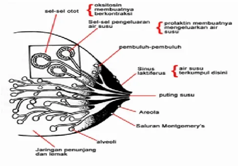 Gambar 1. Anatomi Payudara 