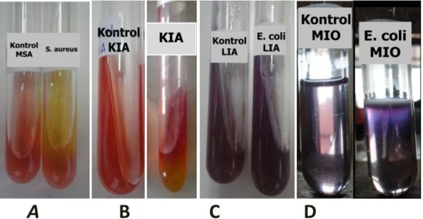 Gambar  1.  Uji  biokimia  bakteri  Staphylococcus  aureus  dan  Eschericia  coli  (  A:  hasil  tes  manitol terhadap Staphylococcus aureus), [hasil uji bakteri Eschericia coli pada media KIA  (B), LIA (C), dan MIO (D)] 