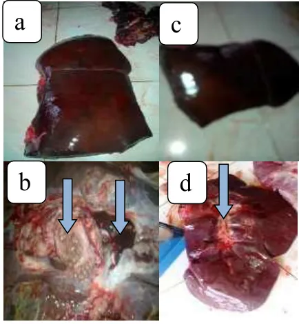Figure 1.  liver at the time of observation F. gigantica recovered from the  