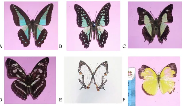 Gambar 1. Beberapa jenis  kupu-kupu  yang  mengunjungi  umpan seperti terlihat  pada  (dari A-F; Graphium sarpedon, Graphium  bathycles, Polyura athamas, Athyma adunora, Cyrestis nivea, Eurema sari)