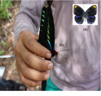 Gambar 1.    Jenis kupu-kupu yang mempunyai  status konservasi (a) Laxita teneta,  (b) Trogonoptera brookiana