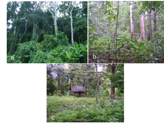 Gambar 3 Tipe habitat di kawasan Gunung Meja: hutan primer (a), hutan sekunder  (b), kebun dan pemukiman (c)