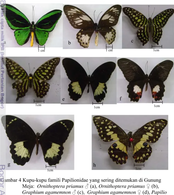 Gambar 4 Kupu-kupu famili Papilionidae yang sering ditemukan di Gunung  Meja:  Ornithoptera priamus ♂ (a), Ornithoptera priamus ♀ (b),  Graphium agamemnon ♂ (c),  Graphium agamemnon ♀ (d), Papilio  ambrax ♂ (e), Papilio ambrax ♀ (f), Papilio aegeus ♂ (g), 