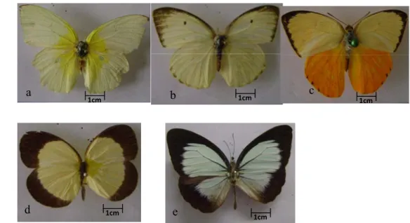 Gambar 5 Kupu-kupu famili Pieridae yang sering ditemukan di Gunung Meja:  