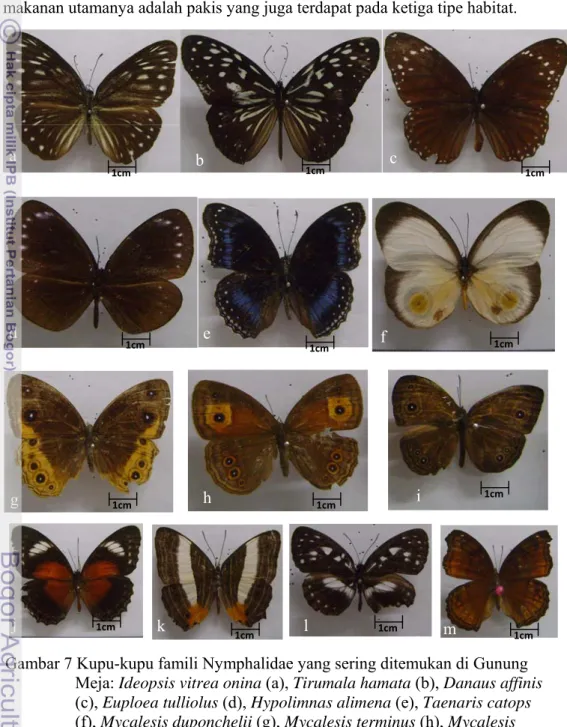 Gambar 7 Kupu-kupu famili Nymphalidae yang sering ditemukan di Gunung  Meja: Ideopsis vitrea onina (a), Tirumala hamata (b), Danaus affinis  (c), Euploea tulliolus (d), Hypolimnas alimena (e), Taenaris catops  (f), Mycalesis duponchelii (g), Mycalesis term