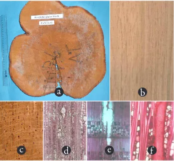 Figure 6. Horsfielda glabra - Myristicaceae. (a) cross sectional surface of the stem (b) longitudinal surface, x 1 (c) transverse surface (macroscopis), x 10 (d) transverse surface (microscopic), x 40 (e) radial surface, x 100 (f ) the alternate and opposite intervessel pits, x 100.
