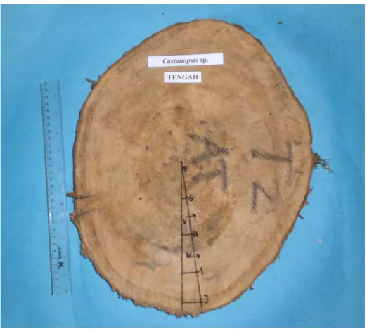 Figure 1. Cross-sectional view of the sample-cutting pattern for macerated and sectioned sample