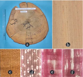 Figure 4. Cinnamomum inners - Lauraceae. (a) cross sectional surface of the stem (b) longitudinal surface, x 1 (c) transverse surface (macroscopic), x 10 (d) transverse surface (microscopic), x 40 (e) radial surface, x 40 (e) oil cells assosciated with axial parenchyma, x 100.