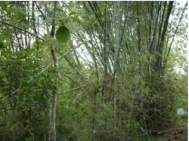 Gambar 2.1. Pohon Bambu ori     