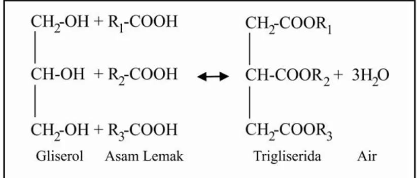 Gambar 5. Skema Komponen Penyusun Triasilgliserol (Chang 2006) 