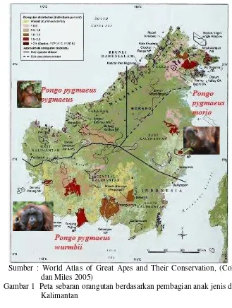 Gambar 1 Peta sebaran orangutan berdasarkan pembagian anak jenis di