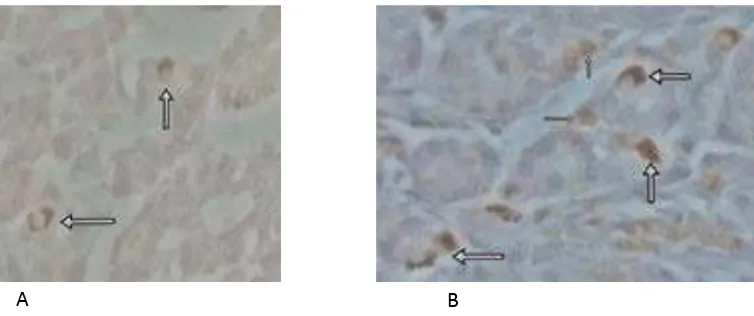 Gambar 1. Bagian fundus lambung ikus perlakuan dan kontrol memperlihatkan sel-sel yang immunoreakif terhadap ghrelin