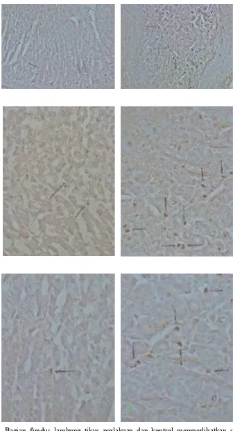 Gambar 2. Bagian fundus lambung tikus perlakuan dan kontrol memperlihatkan sel-sel yang immunoreaktif terhadap ghrelin dengan jumlah positif sel dan intensitas pewarnaan bervariasi