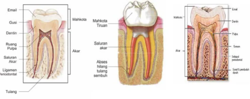 Gambar 2.1 Bagian-bagian gigi  Sumber : Rahmadhan (2010)  3.  Komponen gigi 