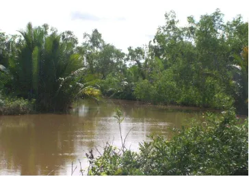 Gambar (Figure) 1. Kondisi habitat bekantan di Sungai Kuala Samboja (Condition of proboscis monkey habitat at Kuala Samboja river) 
