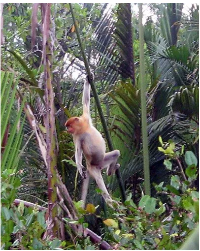 Gambar (Figuredewasa di Sungai Kuala Samboja () 2. Bekantan jantan setengah Subadult-male of proboscis monkey at Kuala Samboja river) 