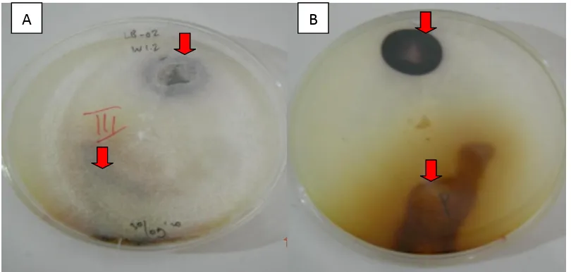 Gambar (Figure) 3.  Metode tetes untuk mendeteksi sintesis enzim lignin peroksidase dan laccase (Spot tests  for lignin peroxidase and laccase detections), A