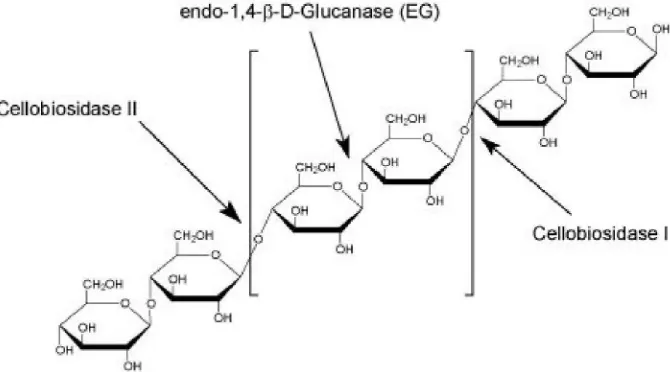 Gambar (Figure) 4.  Reaksi hidrolisis enzimatis selulosa (Enzymatic hydrolysis of cellulose)  Sumber (Source) :   http://www.sigmaaldrich.com/life-science/metabolomics/enzyme-explorer/analytical-enzymes/enzymes-for-aer.html) 