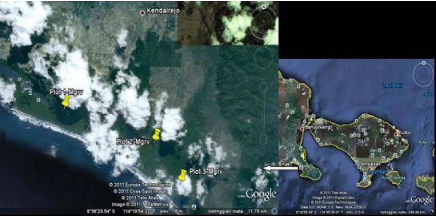 Gambar (Figure)1. Kondisi tutupan vegetasi hutan mangrove di Bedul, Taman Nasional Alas Purwo, Jawa Timur (Mangrove forest coverage at Bedul, Alas Purwo National Park, East Java) (Google earth, 2011)