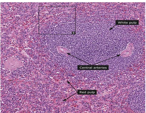 Gambar 3. Gambaran mikroskopis limpa (http://www.proteinatlas.org)  Pulpa  alba  (putih)  terdiri  atas  jaringan  limfoid  yang  menyelubungi  arteri  sentralis  dan  nodulus  limfatikus  yang  menempel  pada  selubung