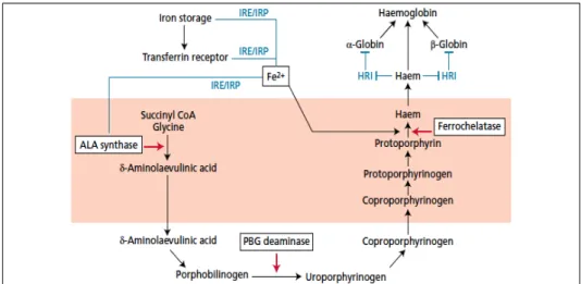 Gambar 2.3. Skema pembentukan hemoglobin  23