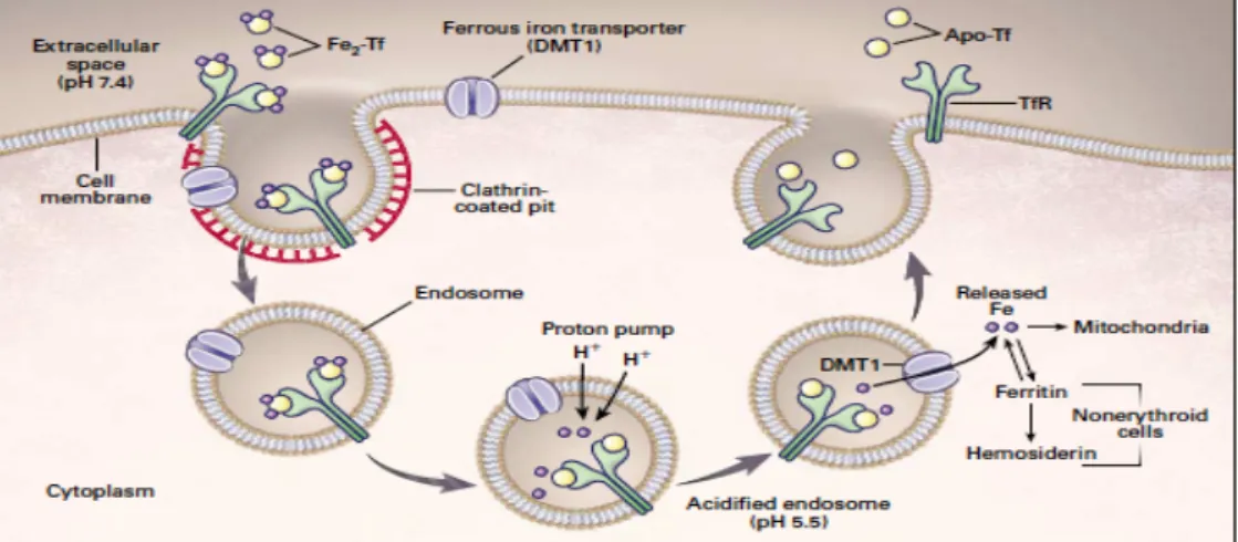 Gambar 2.2. Siklus transferin  25