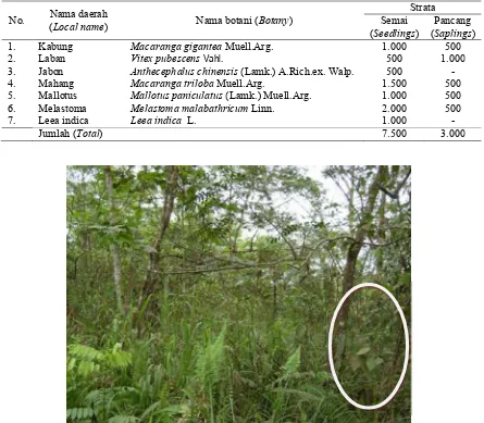 Tabel (Table) 6.  Kerapatan semai dan pancang di arboretum, KPC (Density of seedlings and saplings in forest revegetation arboretum, KPC) 