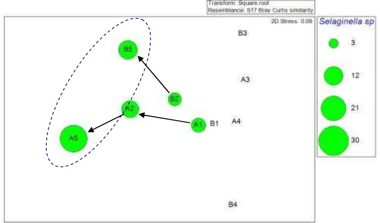 Gambar ( Figure) 3.  Hasil ordinasi NMDS (2D stress = 0,09) yang menunjukkan perbedaan dalam komposisi jenis di tiap plot sampel serta perubahan kelimpahan paku cakar ayam (Selaginella doederleinii) (NMDS ordination result (2D stress = 0.09) which shows species composition difference in each sample plot and change in abundance of spike-moss (Selaginella doederleinii) 