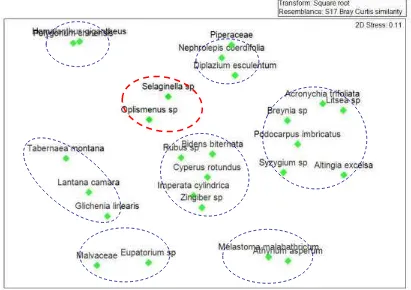 Gambar ( Figure) 5. Hasil ordinasi NMDS (2D stress = 0,11) yang menunjukkan kluster asosiasi komunitas tumbuhan termasuk paku cakar ayam (Selaginella doederleinii) di lokasi sampling (NMDS ordination result (2D stress = 0.11) which shows association clusters of plant community including spike-moss (Selaginella doederleinii) at sampling locations)  