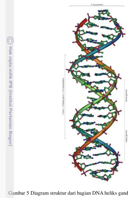 Gambar 5 Diagram struktur dari bagian DNA heliks ganda (Sumber: Andre 2006). 