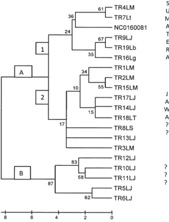 Gambar 1. Pohon filogeni dari haplotipe trenggiling berdasarkan gen Cyt b mtDNA, menggunakan metode neighbor joining (Saitou dan Nei,1987).