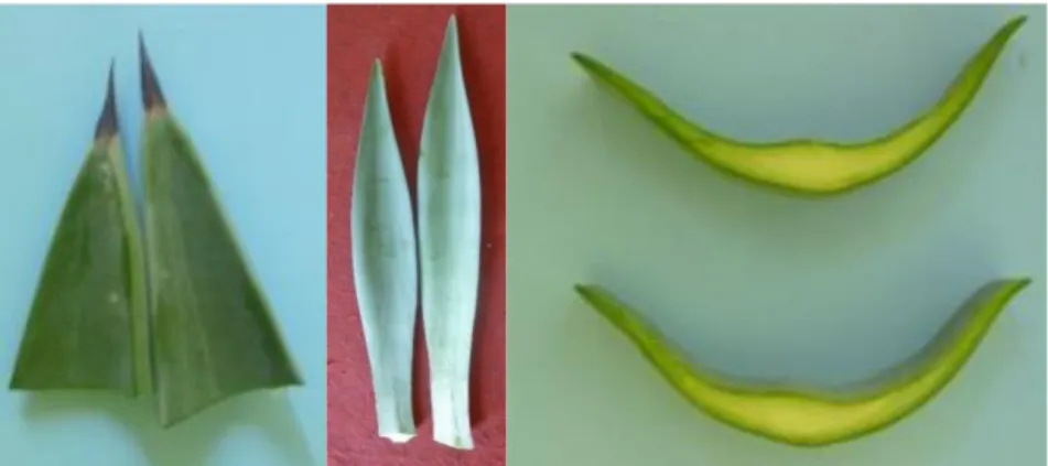 Gambar 5.   Tanaman  sisal  (atas),  ujung  daun(kiri  bawah),  helaian  daun  (tengah bawah), irisan melintang daun (kanan bawah) 