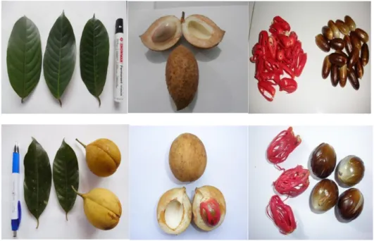 Gambar  8.    Daun, buah, biji dan fuli pala Fak-fak (atas),  daun, buah dan biji  pala banda (bawah)