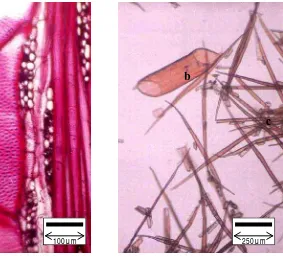 Gambar 3. Noktah antar pembuluh (a) dan pembuluh (b) serta serat (c) yang terurai pada preparat maserasi kayu Lindera oxyphilla (Meissner) Benth