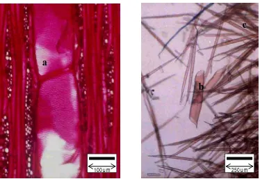Gambar 9. Noktah antar pembuluh (a) dan pembuluh (b) serta serat (c) yang terurai pada Acer laurinum Hassk