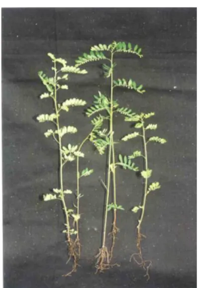 Gambar 1. Herba Meniran 