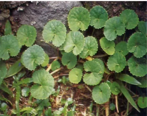 Gambar 1. Pegagan (Centella asiatica (L) Urban)  
