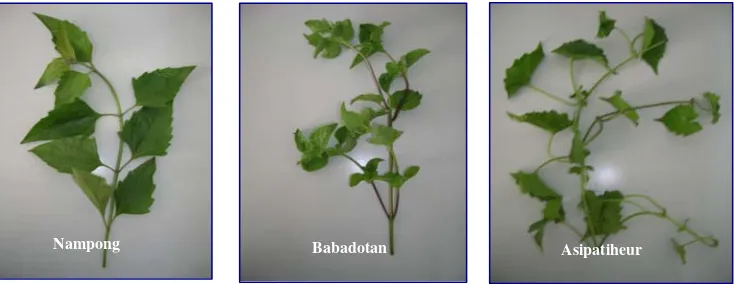 Gambar 1. Foto daun asipatiheur (Lantana camara), babadotan (Ageratum conizoides), dan nampong (Eupatorium inulifolium)