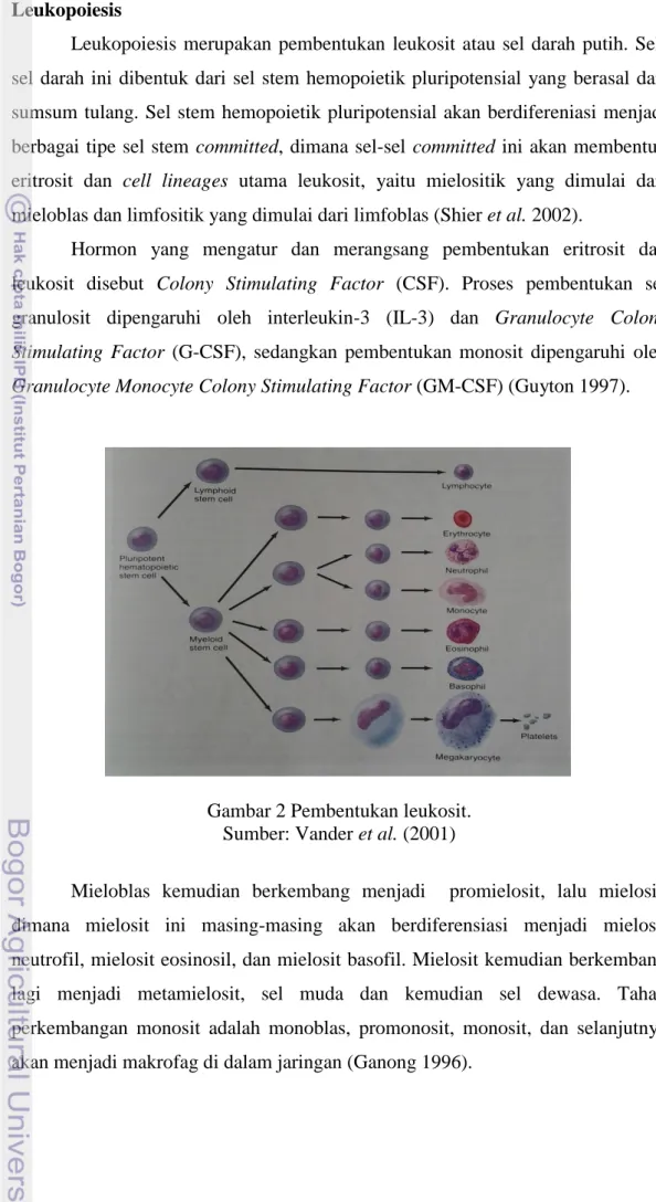 Gambar 2 Pembentukan leukosit. 
