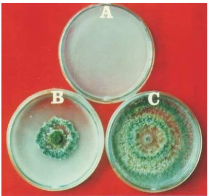 Gambar () 2. Degradasi kitin pada mediaagar kitin oleh fungi antagonis. A:kontrol media agar kitin, B: biakanFigureT.
