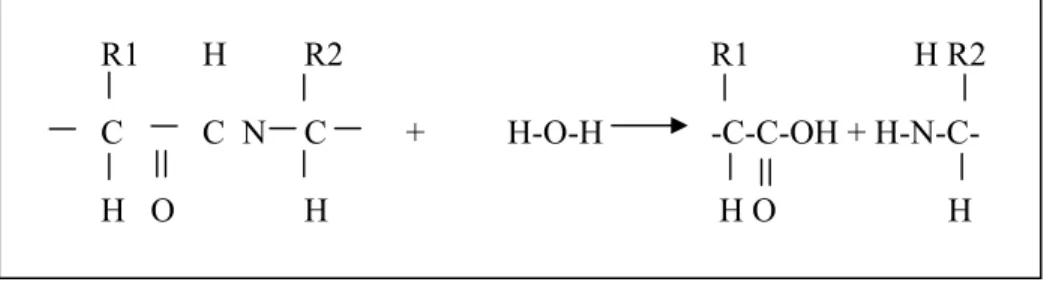 Gambar 3. Reaksi hidrolisis protein (Sumaatmadja, 1975) 