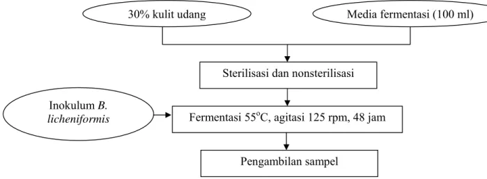 Gambar 6. Skema Penelitian Tahap I dengan variasi cara penambahan  substrat   kulit udang pada kondisi steril dan nonsteril 