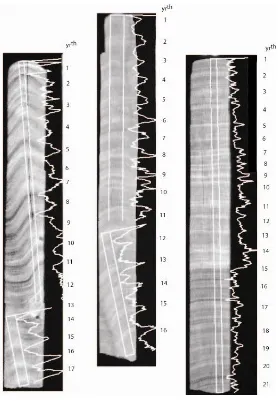 Figure 3. Linear extension transect superimposed on the X-Ray’s of the coral slabs from Bidadari (left), Air (middle) and Jukung (right) corals