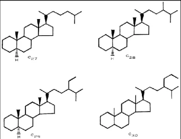 Gambar  6.  Struktur  dari  sterana  C 27 -C 30   yang  berasal  dari  sterol.  C 27   adalah  kolestana,  C 28   adalah  ergostana  atau  metilkolestana  24  ,  C 29   adalah  sitostana  atau  etilkolestana 24, C 30  adalah propilkolestana 24 (Waples dan 