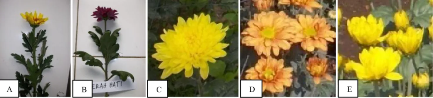 Gambar 1. Besar Kuning (A); Merah Hati (B); Sakuntala (C); Swarna Kencana (D); Puspita Nusantara (E) 